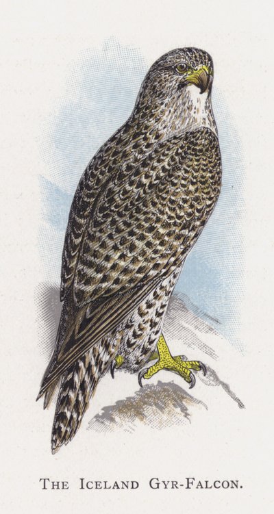 The Iceland Gyr-Falcon by Alexander Francis Lydon